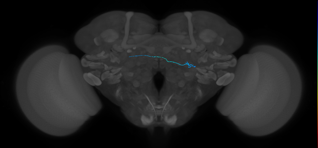 ORN_DP1l_L (FlyEM-HB:1822060683)