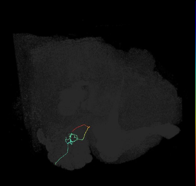 ORN_DP1l_R (FlyEM-HB:1854407104)