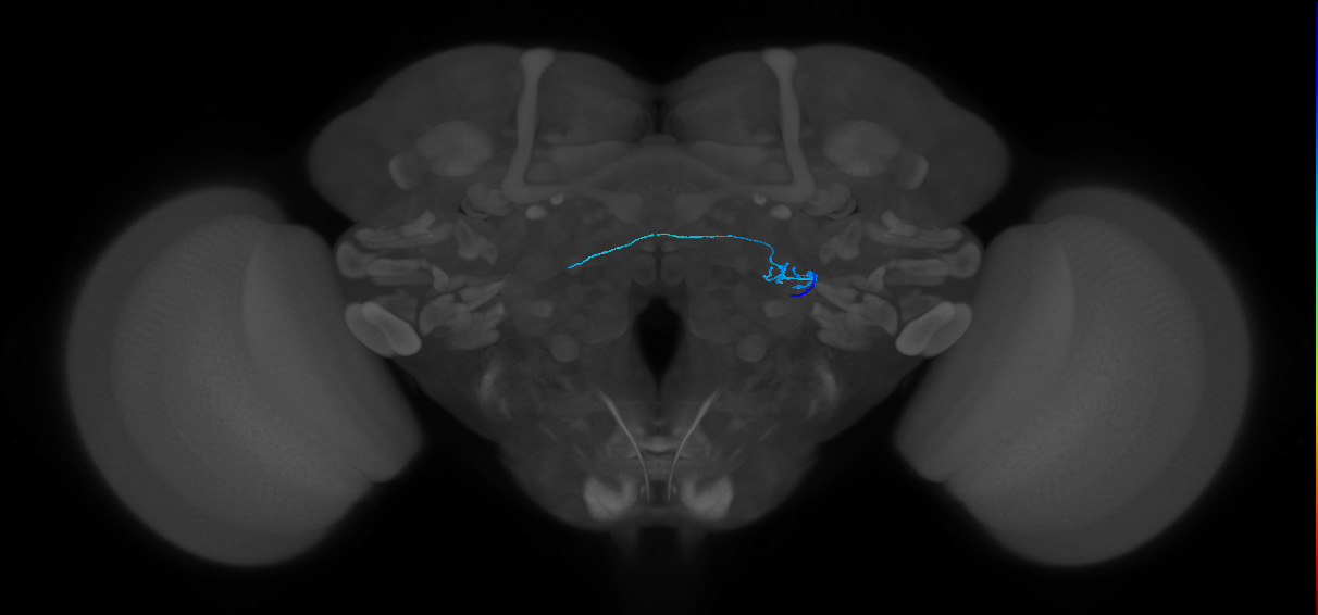 ORN_DP1l_R (FlyEM-HB:1854407104)