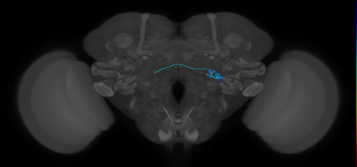 ORN_DP1l_R (FlyEM-HB:1824054016)