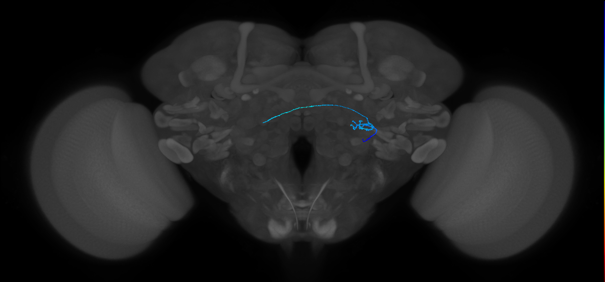 ORN_DP1l_R (FlyEM-HB:1793346872)