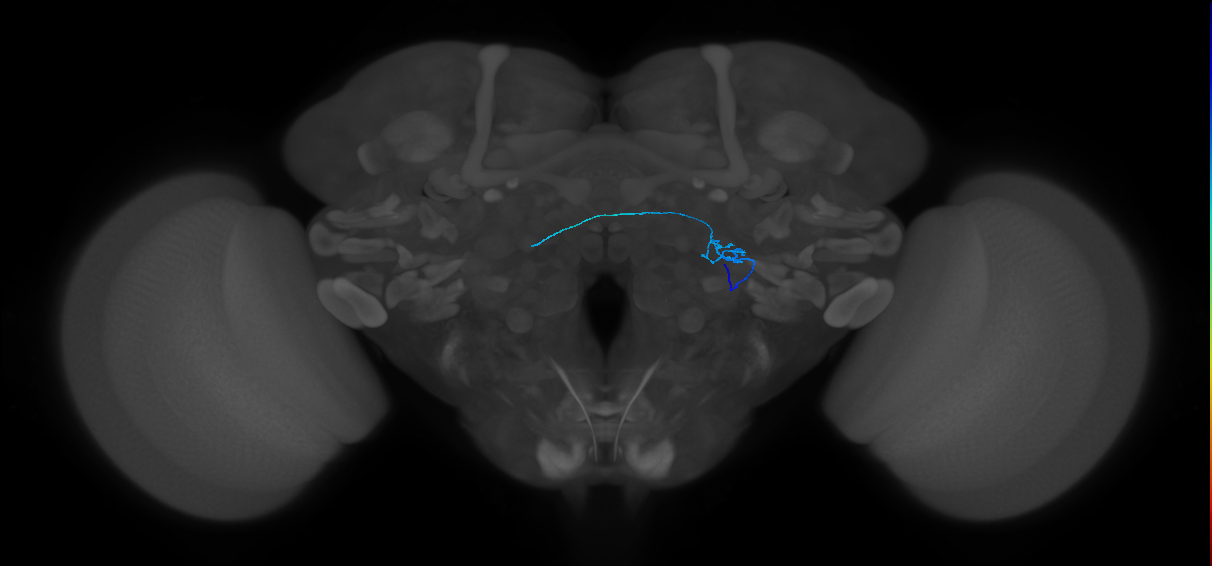 ORN_DP1l_R (FlyEM-HB:1730651473)
