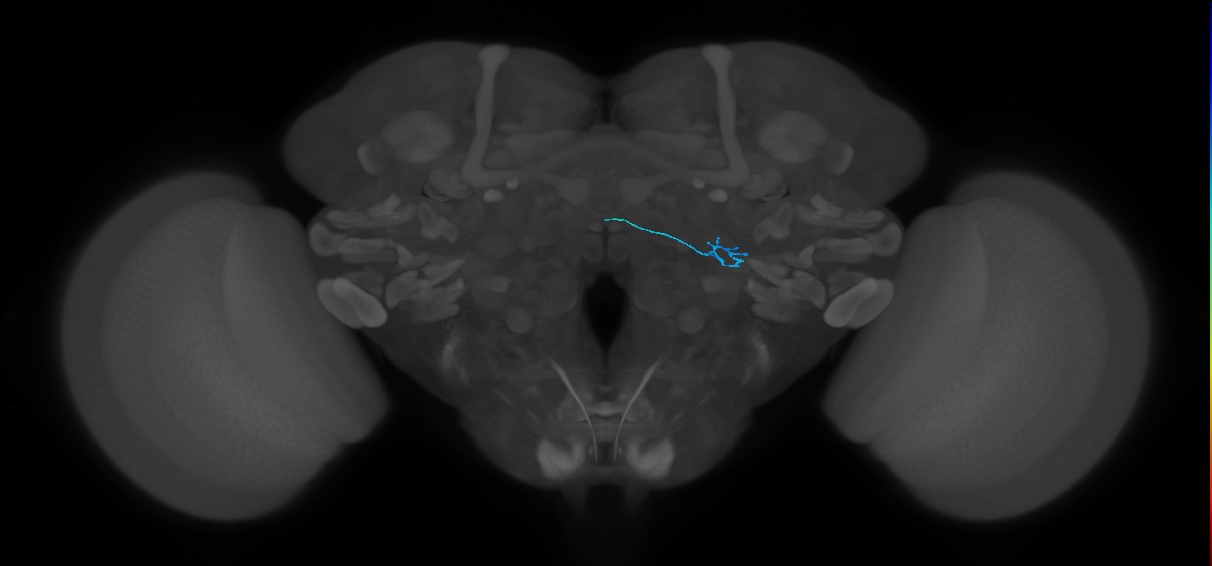 ORN_DP1l_L (FlyEM-HB:1823708611)