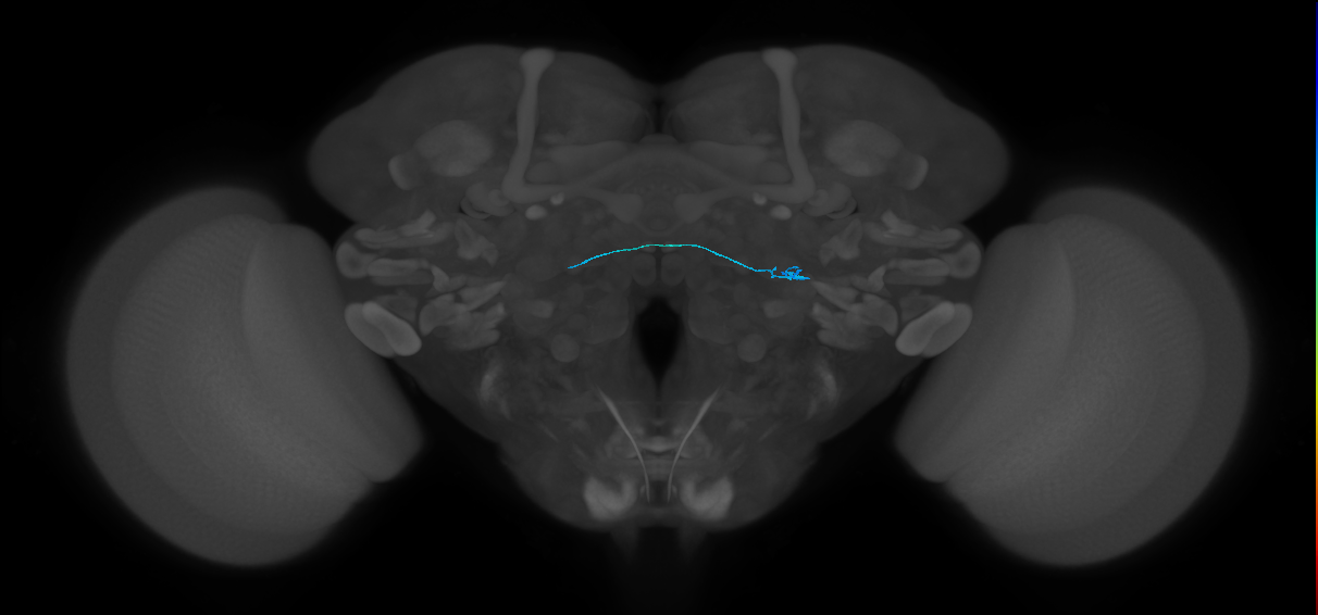 ORN_DP1l_L (FlyEM-HB:1885101169)