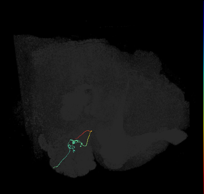 ORN_DP1l_R (FlyEM-HB:1823363190)