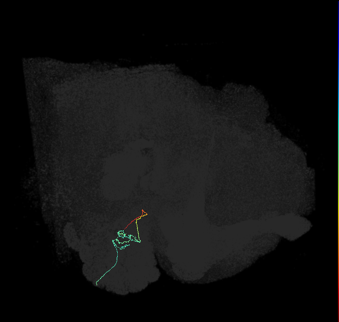 ORN_DP1l_R (FlyEM-HB:1793014580)