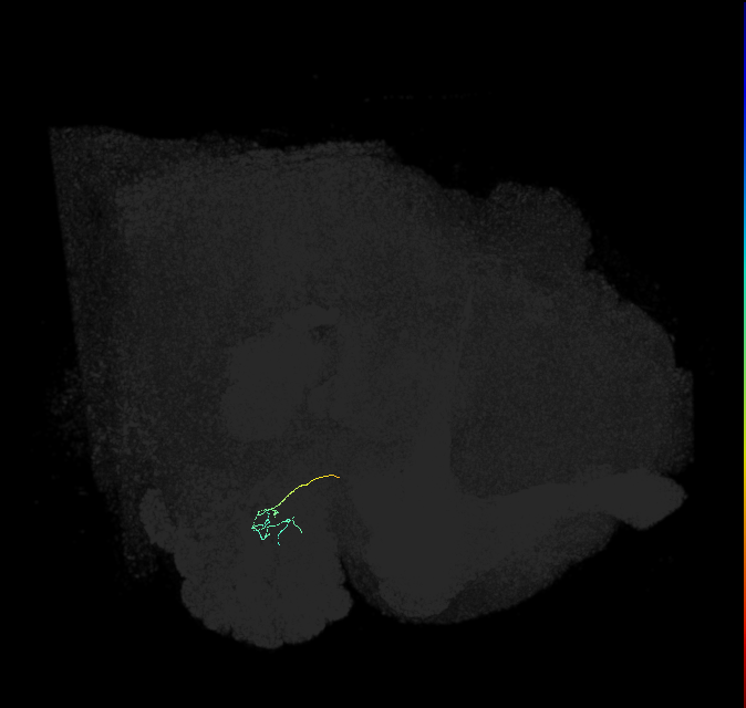 ORN_DP1l_L (FlyEM-HB:1697263685)