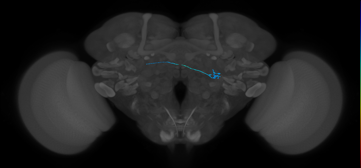 ORN_DP1l_L (FlyEM-HB:1697263685)