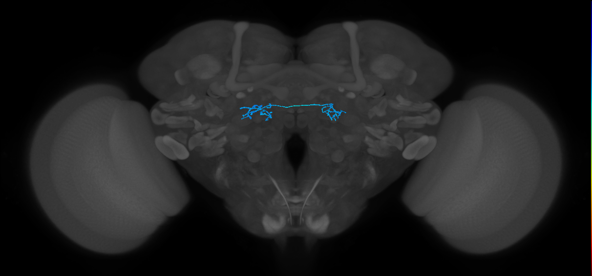 ORN_DP1m_L (FlyEM-HB:1666586873)