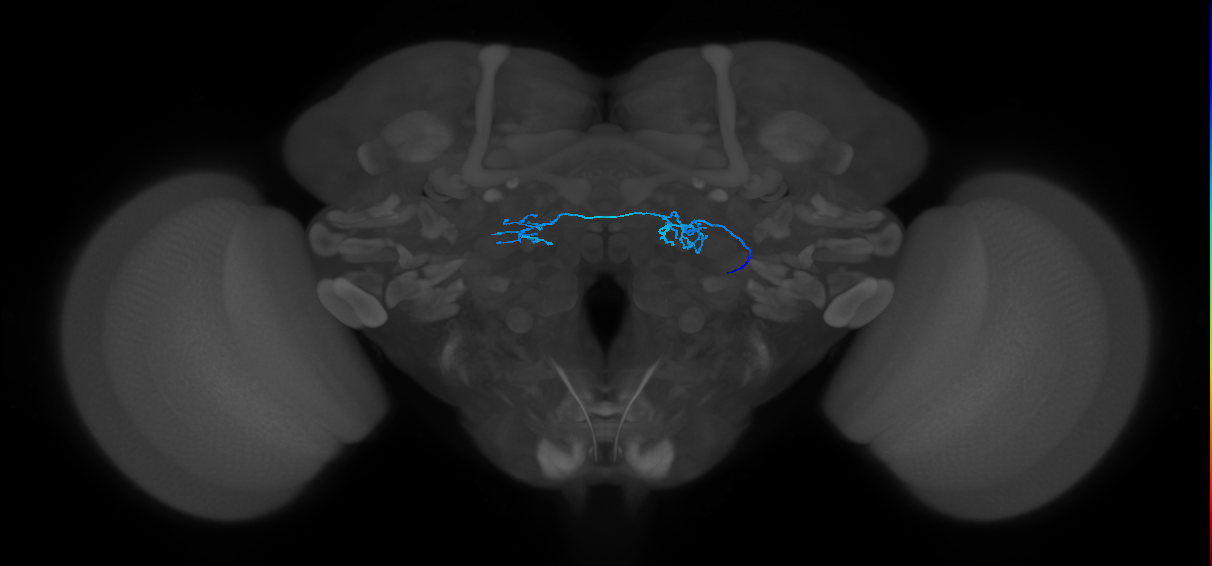 ORN_DP1m_R (FlyEM-HB:1666915198)