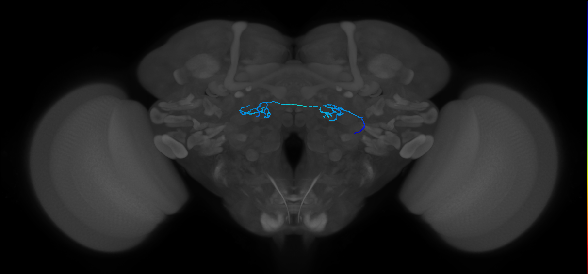 ORN_DP1m_R (FlyEM-HB:1730647280)