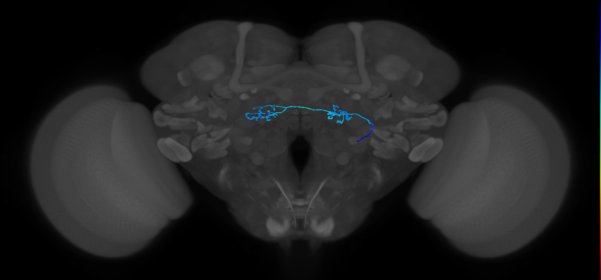 ORN_DP1m_R (FlyEM-HB:1731325118)