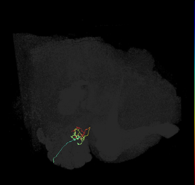 ORN_DP1m_R (FlyEM-HB:1730315051)