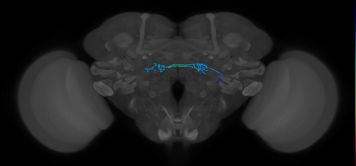 ORN_DP1m_R (FlyEM-HB:1666596157)