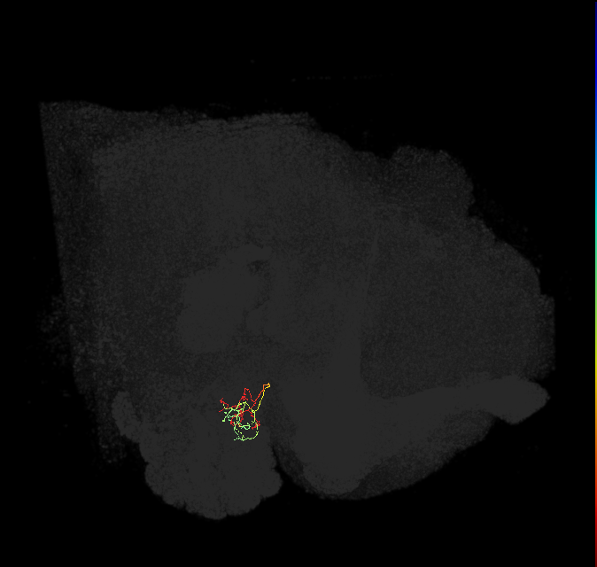 ORN_DP1m_L (FlyEM-HB:1697937875)