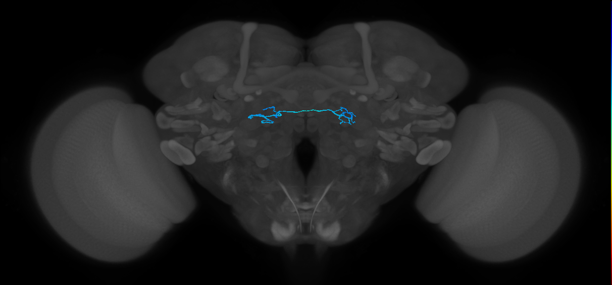 ORN_DP1m_L (FlyEM-HB:1697937875)