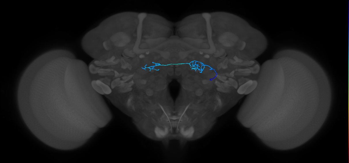 ORN_DP1m_R (FlyEM-HB:1697285165)