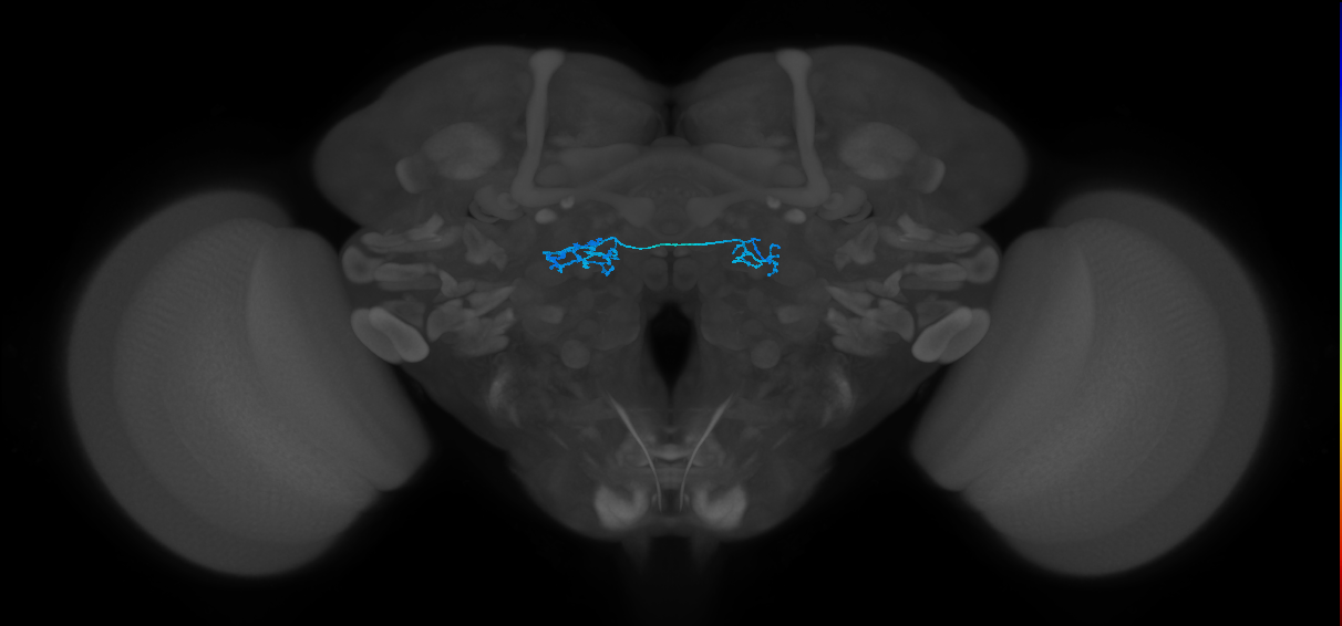 ORN_DP1m_L (FlyEM-HB:1697630404)