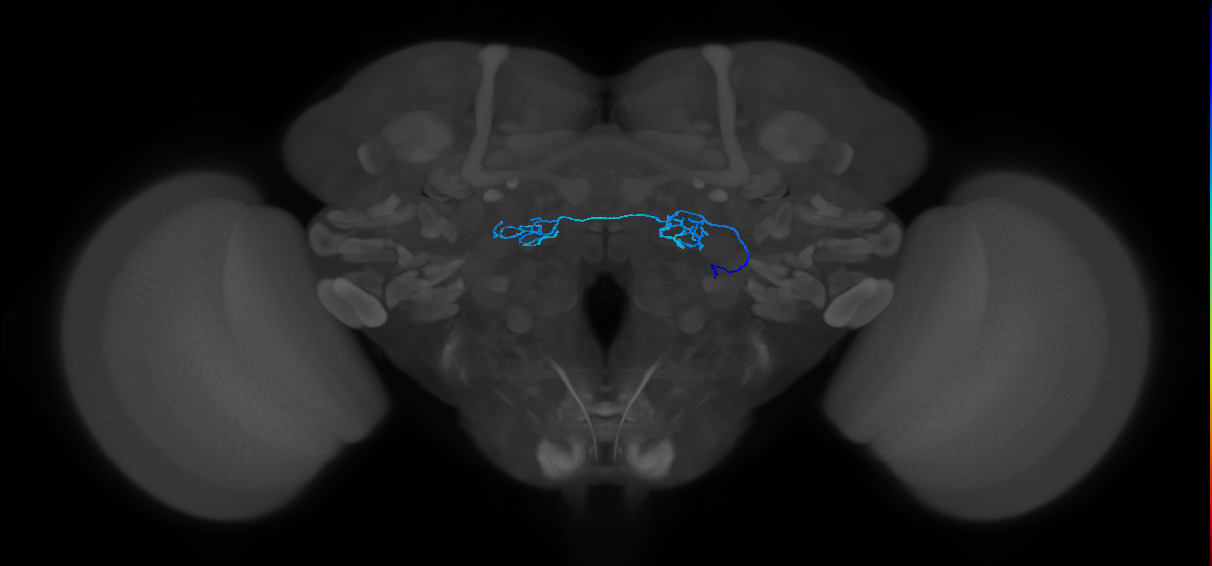 ORN_DP1m_R (FlyEM-HB:1666915286)