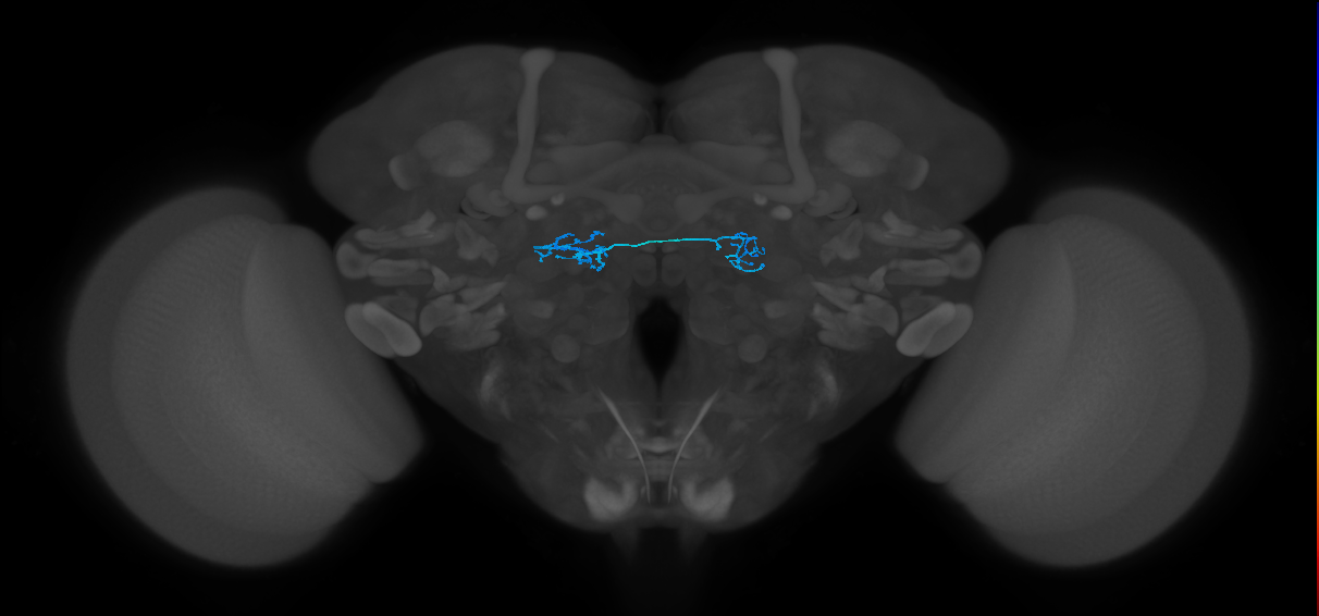 ORN_DP1m_L (FlyEM-HB:5813039012)