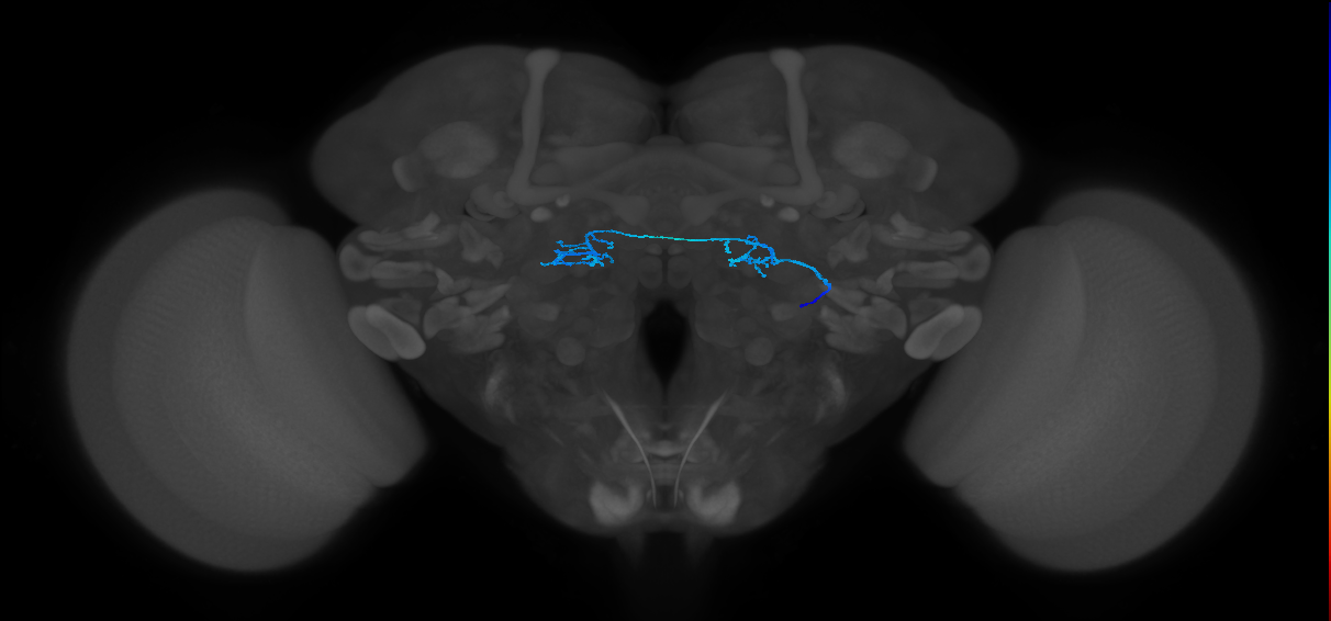 ORN_DP1m_R (FlyEM-HB:1761660556)