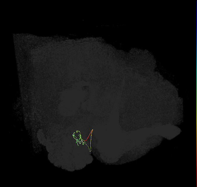 ORN_DP1m_L (FlyEM-HB:1637568633)