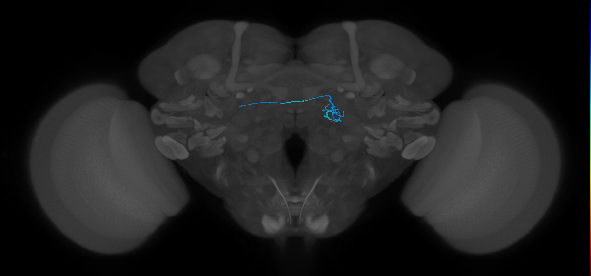 ORN_DP1m_L (FlyEM-HB:1637568633)