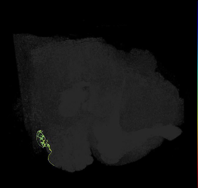 ORN_V_R (FlyEM-HB:2290303228)