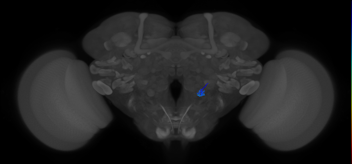 ORN_V_R (FlyEM-HB:2292327595)