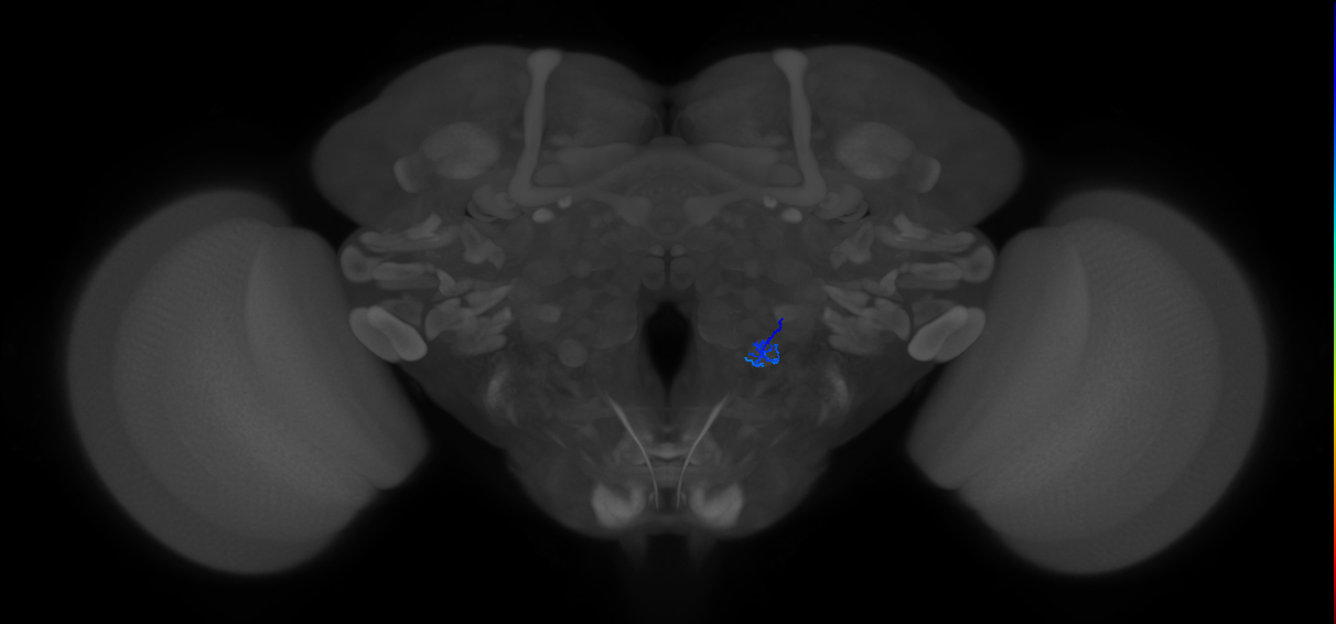 ORN_V_R (FlyEM-HB:2292672665)