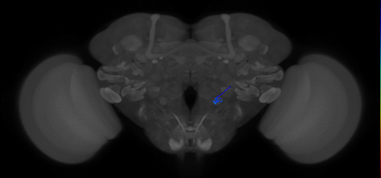 ORN_V_R (FlyEM-HB:2200569724)