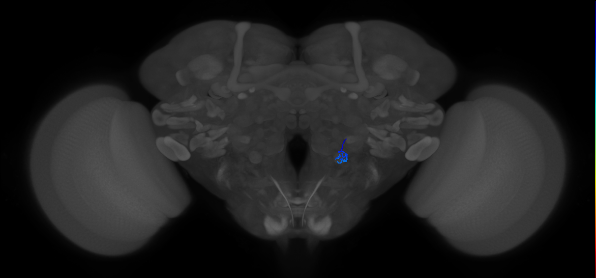 ORN_V_R (FlyEM-HB:5813046796)