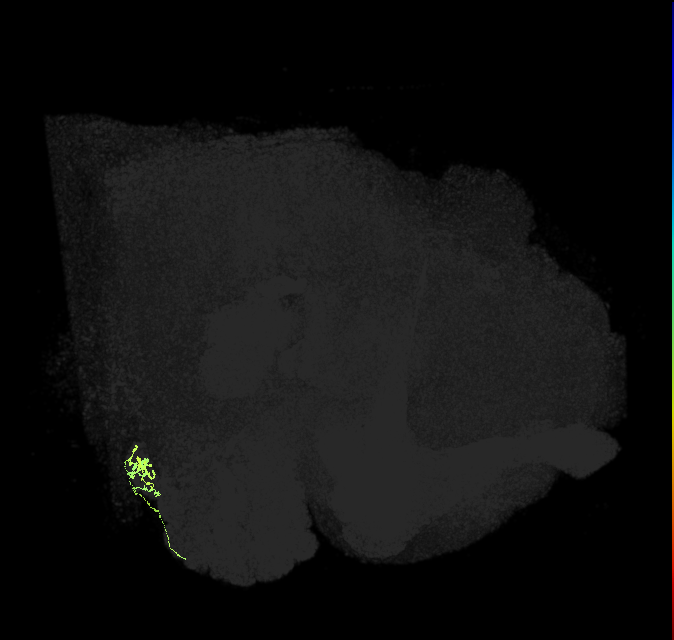 ORN_V_R (FlyEM-HB:2231289333)