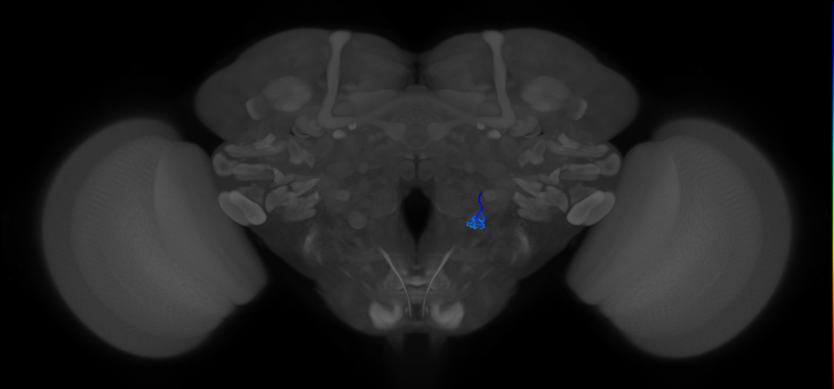 ORN_V_R (FlyEM-HB:2231289333)