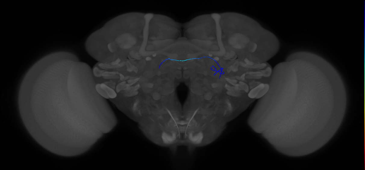 ORN_VA1d (FlyEM-HB:1921605218)