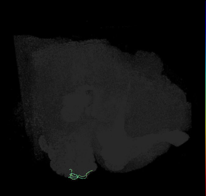 ORN_VA1d_R (FlyEM-HB:1983329638)