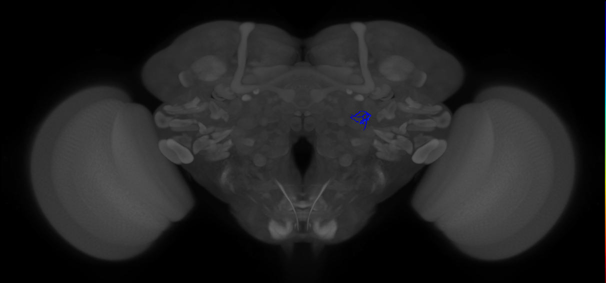 ORN_VA1d (FlyEM-HB:1921933123)