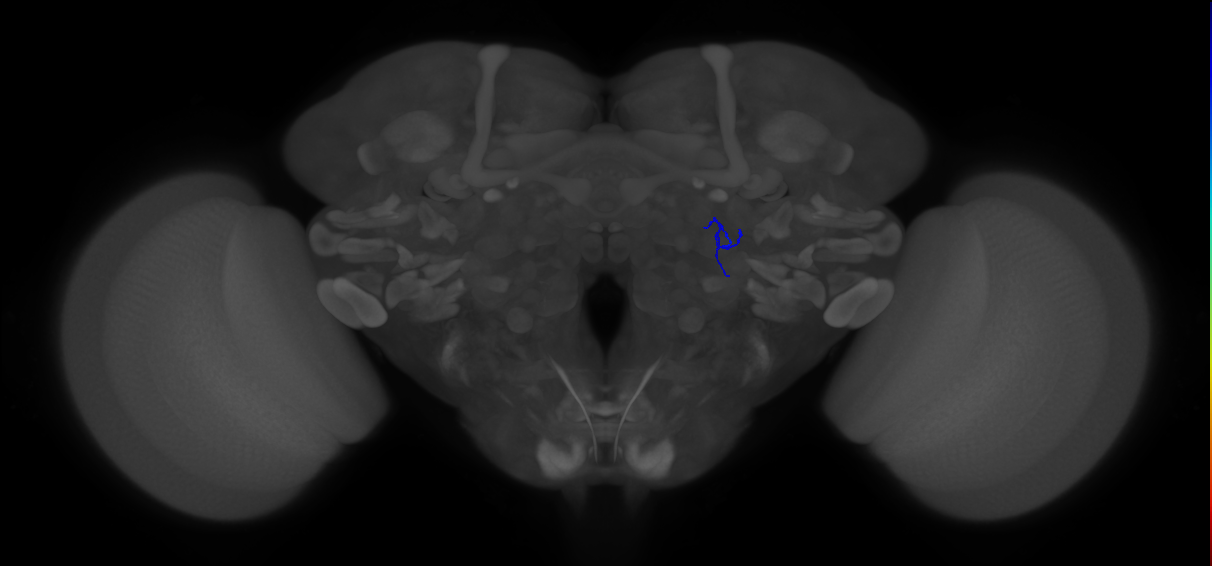 ORN_VA1d_R (FlyEM-HB:5813000313)