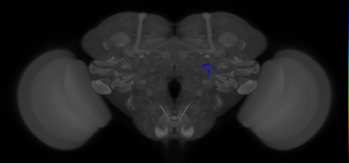 ORN_VA1d (FlyEM-HB:1921587901)
