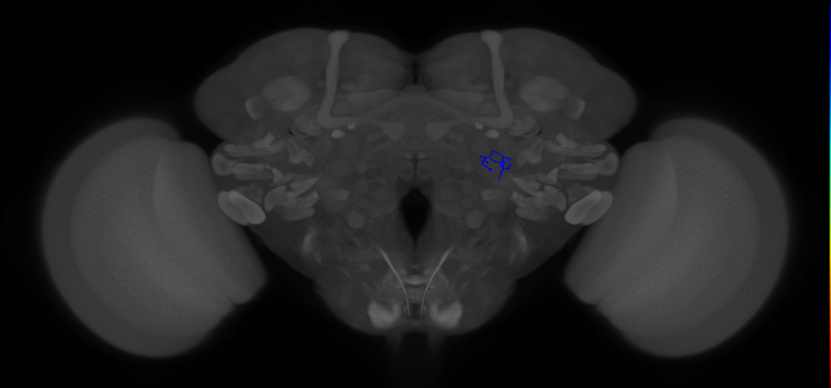 ORN_VA1d (FlyEM-HB:1890911584)