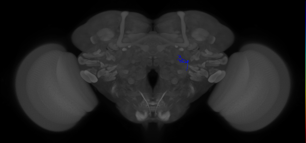 ORN_VA1d_R (FlyEM-HB:1921605227)