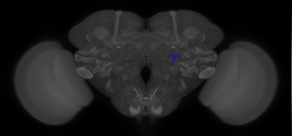 ORN_VA1d (FlyEM-HB:5813000307)