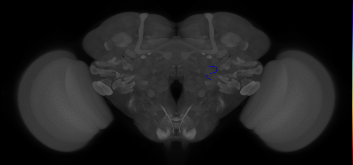 ORN_VA1d (FlyEM-HB:5813000824)