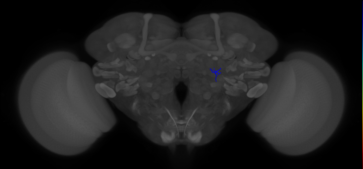 ORN_VA1d (FlyEM-HB:5813000842)