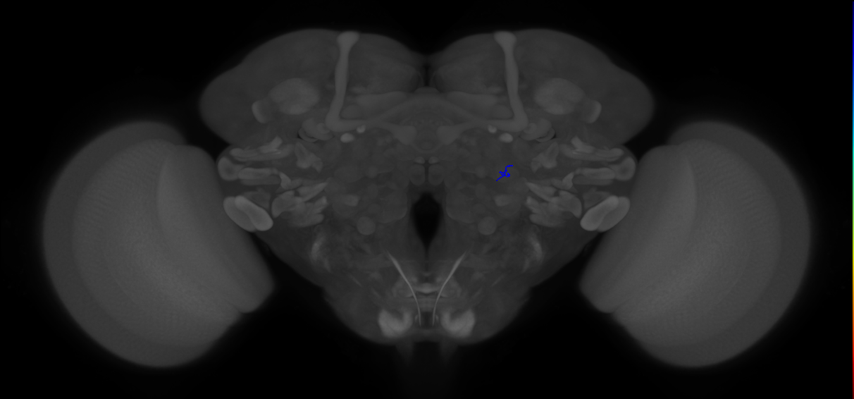 ORN_VA1d (FlyEM-HB:1984007381)