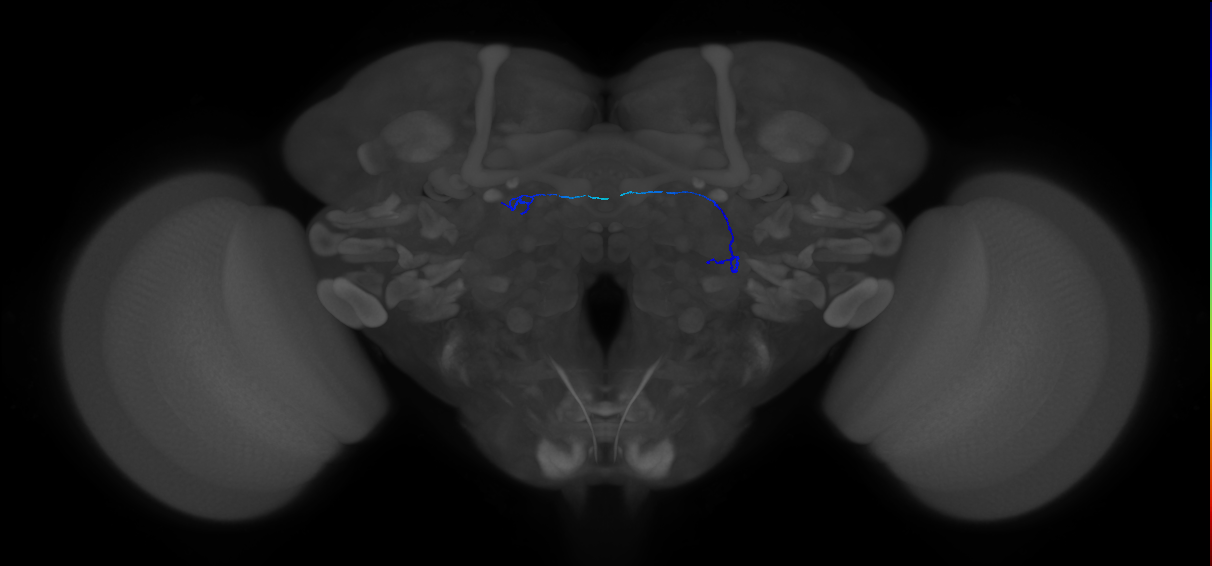 ORN_VA1v (FlyEM-HB:2075398249)