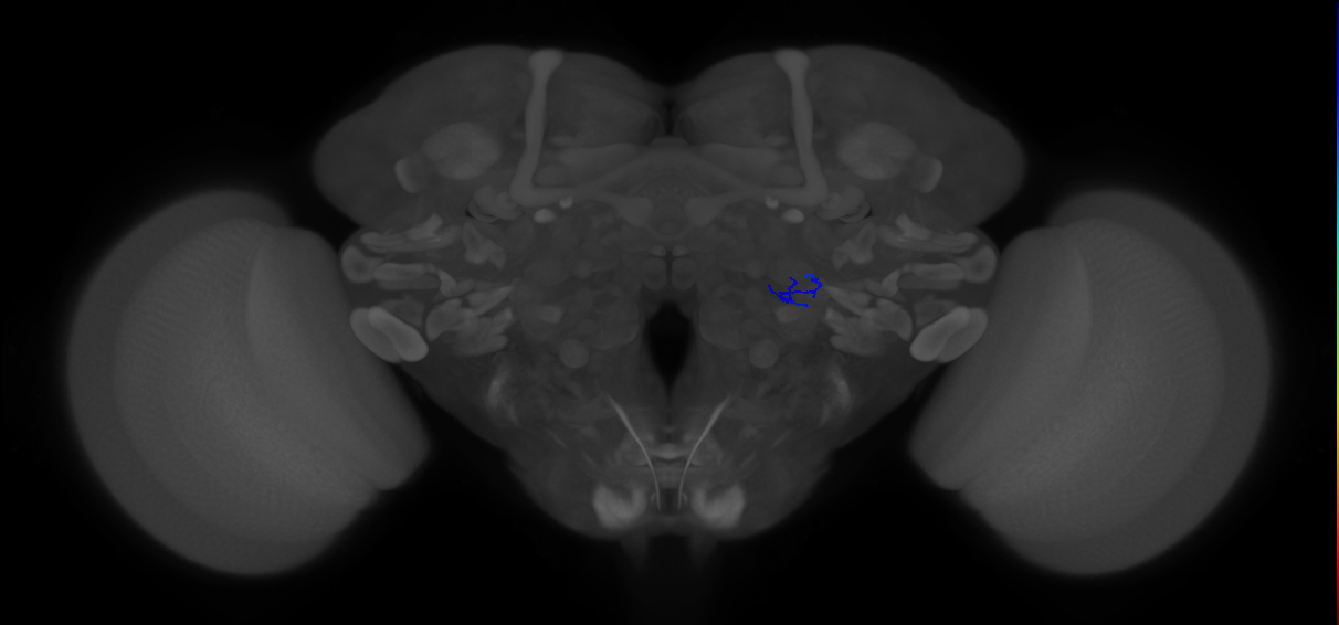 ORN_VA1v (FlyEM-HB:5813003369)