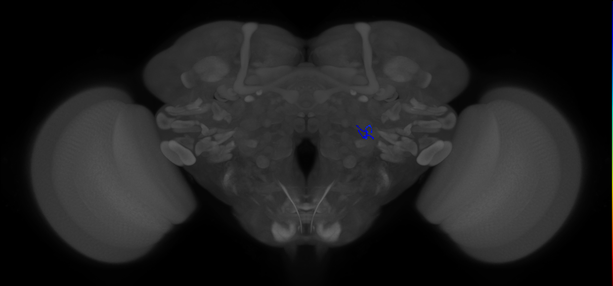 ORN_VA1v (FlyEM-HB:5813034368)