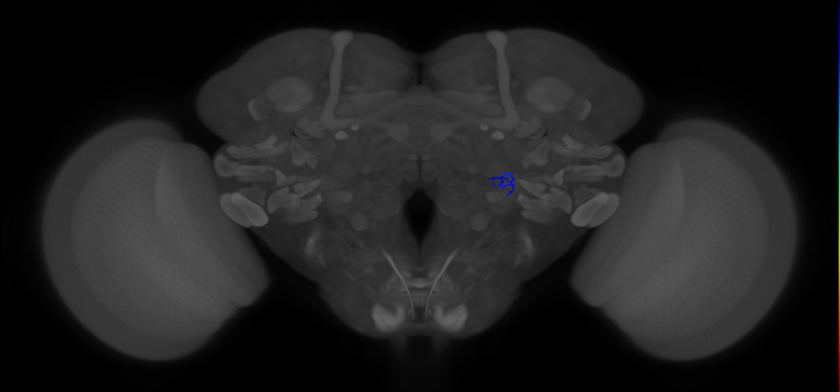 ORN_VA1v (FlyEM-HB:2136798792)