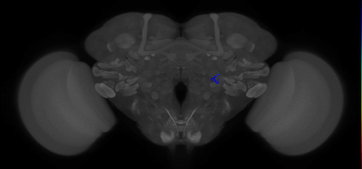 ORN_VA1v (FlyEM-HB:2013328601)
